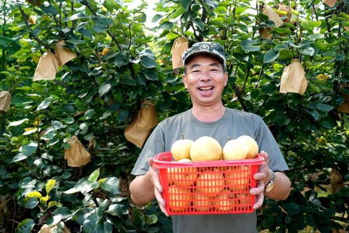 福建永定臺(tái)灣脆梨豐收上市，生態(tài)農(nóng)業(yè)守護(hù)無脊椎動(dòng)物多樣性